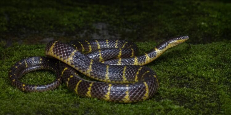 New Rain Snake Species Identified in Mizoram